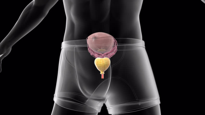 Prostatitis, medicine to kill germs and bacteria in the prostate gland, maintain reproductive system health, treat urinary system diseases, 3D rendering,alpha channel.