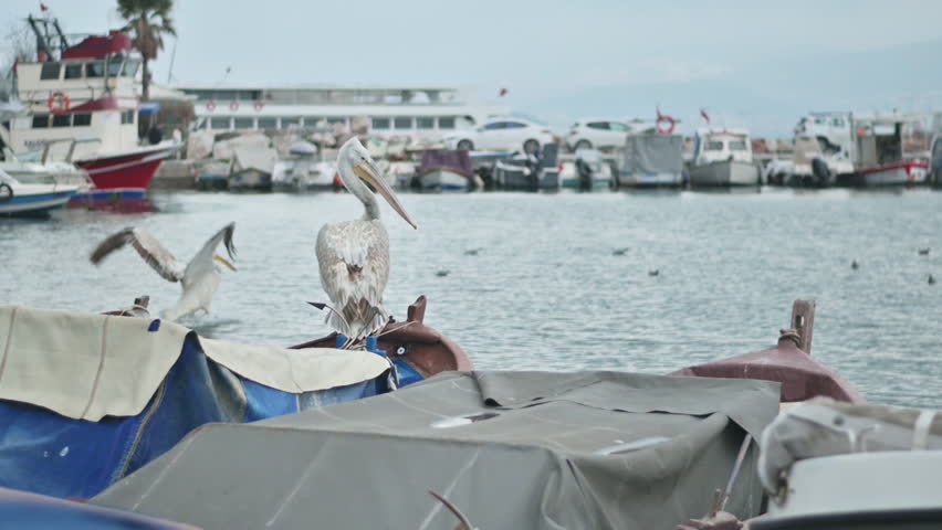 Pelican Birds On A Fishing Boat