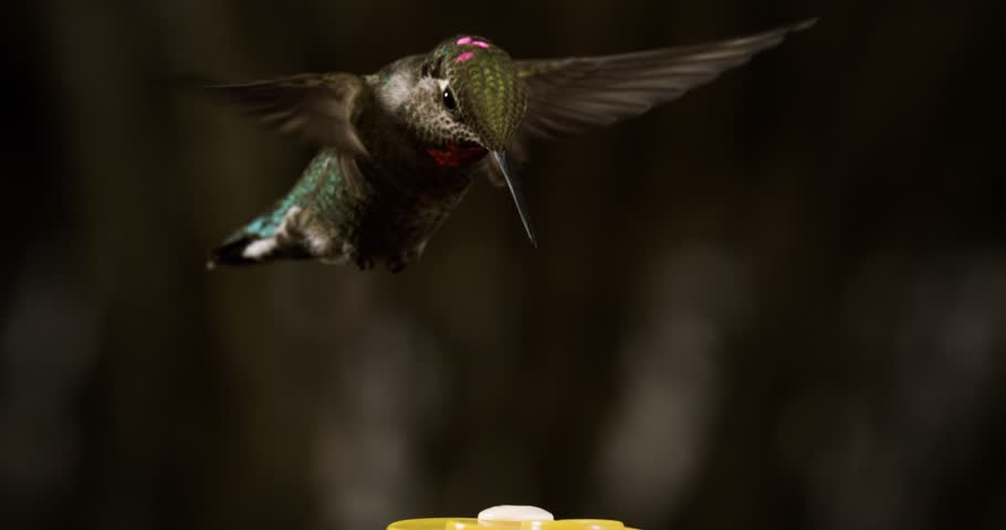 An Anna's hummingbird drinks from a feeder in slow motion and then flies out of frame. Shot at 800 frames per second on the FreeFly Ember.