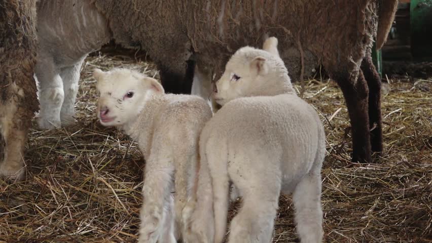 young lambs stand close together in a barn, surrounded by hay and adult sheep. Their soft wool and curious expressions capture a heartwarming rural farm scene.