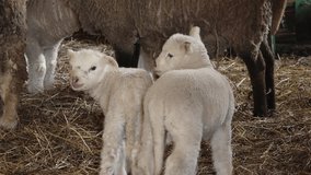 young lambs stand close together in a barn, surrounded by hay and adult sheep. Their soft wool and curious expressions capture a heartwarming rural farm scene. - Powered by Shutterstock - Get 15% off with code: PIKWIZARD15