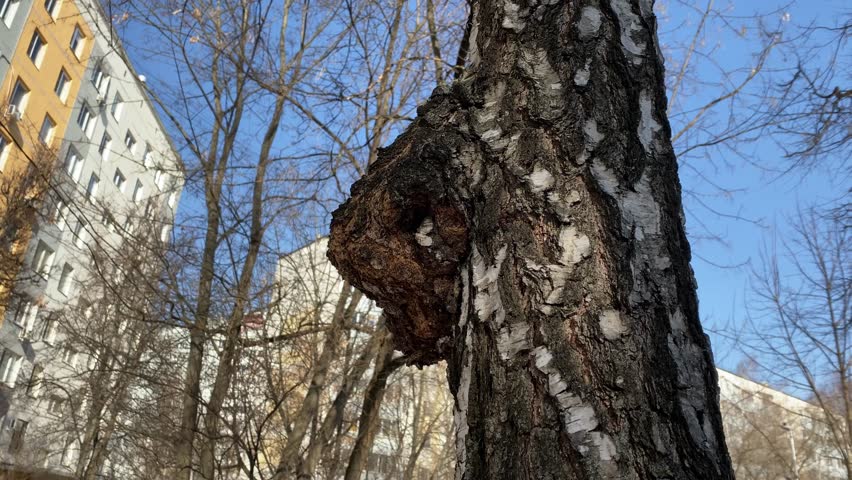 Birch mushroom chaga grows on birch tree trunk within the city limits near a house. Inonotus obliquus or Chaga fungus. Organic pathogen used in alternative medicine.