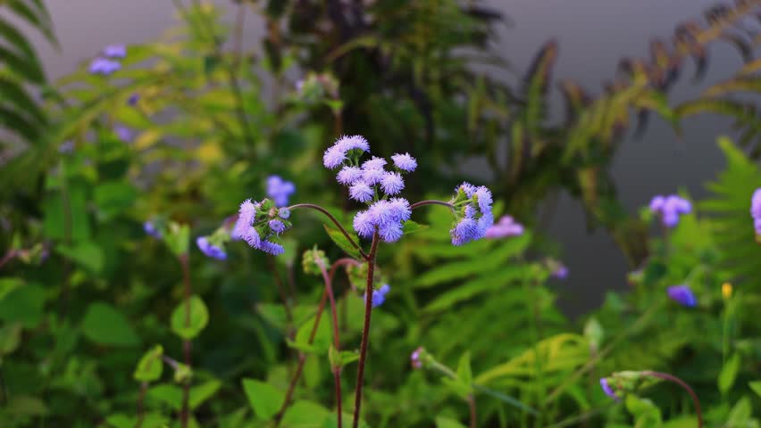Purple Ageratum houstonianum flowers swaying by the wind in wild forest.Beautiful leaf form,swing stem shape view. Pingtung Riverside Park,Taiwan. Real time. 4K. Eye level shot. High quality video