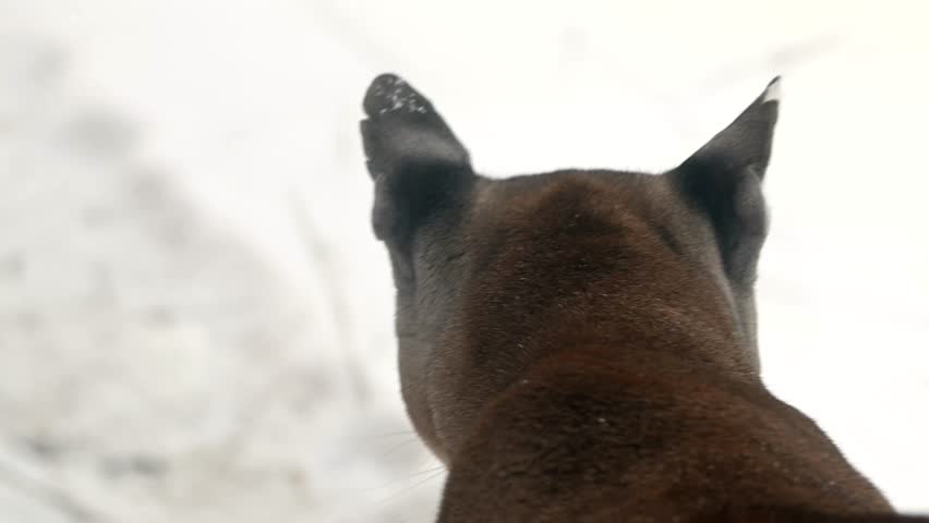 Canadian cougar hunts in snowy forest during winter in northern wilderness