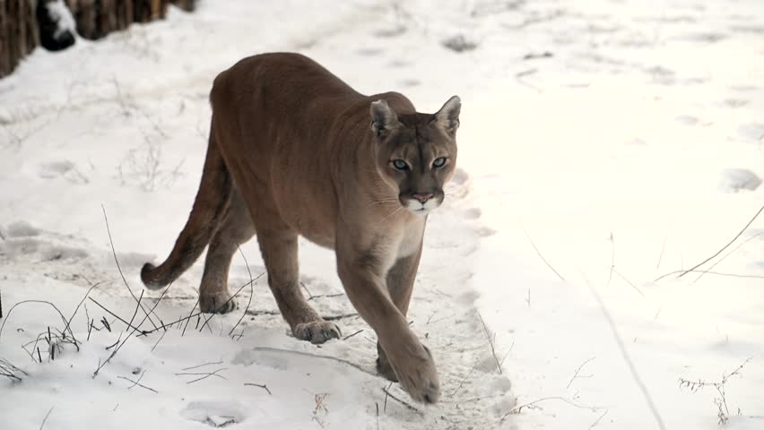 Canadian cougar hunts in snowy wilderness showcasing survival skills in a winter landscape