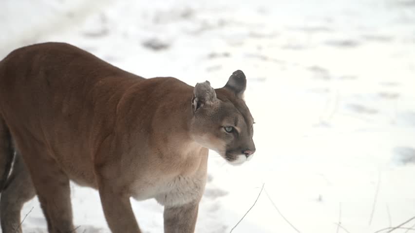 Canadian cougar hunts through snowy forest in winter morning light