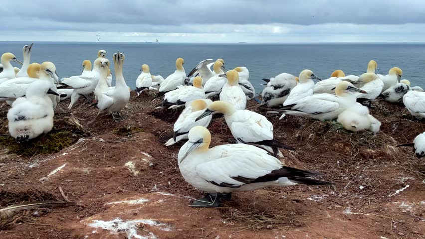 Northern gannets – Morus bassanus - Basstoelpel on the red cliffs of the German offshore island of Heligoland, Schleswig Holstein, Germany, Europe
