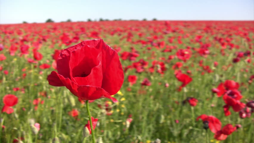 Sunset. Clear skies. In the background is no focus - a large poppy field. In the