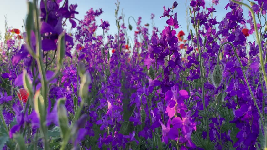 Vibrant Purple Wildflowers Blooming Under a Blue Sky in a Scenic Meadow