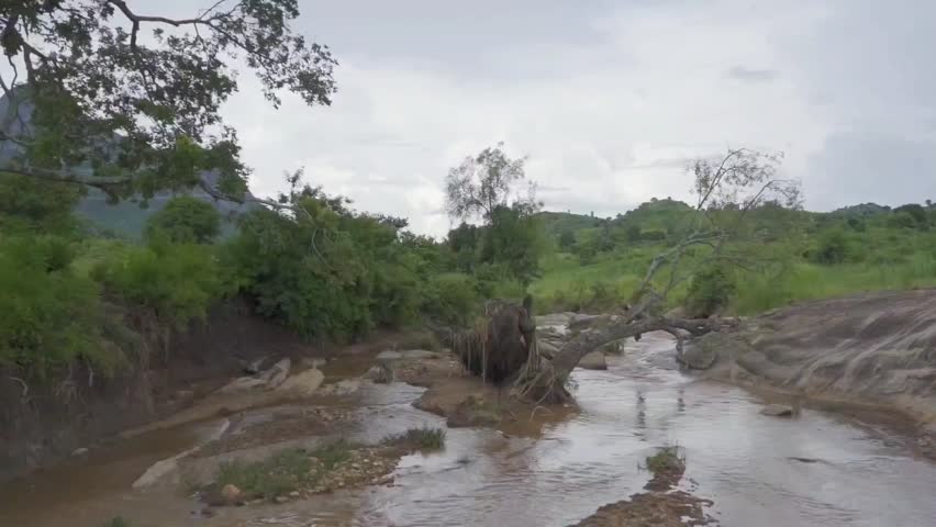 Flooded Riverbed with Fallen Tree After Heavy Rainfall