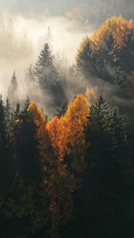 Vertical shot. Golden autumn fog blankets a serene forest at dawn in picturesque landscape. Aerial morning shot of autumn orange trees with fog. Sunrays break through the trees 