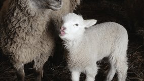 young lambs stand close together in a barn, surrounded by hay and adult sheep. Their soft wool and curious expressions capture a heartwarming rural farm scene. - Powered by Shutterstock - Get 15% off with code: PIKWIZARD15
