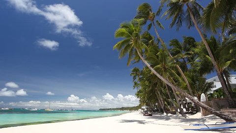Palm on tropical beach, Philippines, Boracay