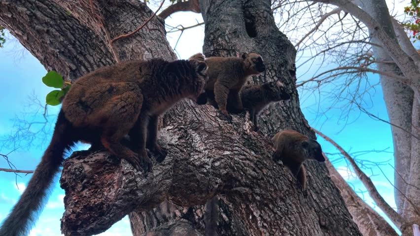 Mayotte, a French overseas region located in the Indian Ocean, is known for its stunning beaches, diverse marine life, and lush tropical landscapes. 