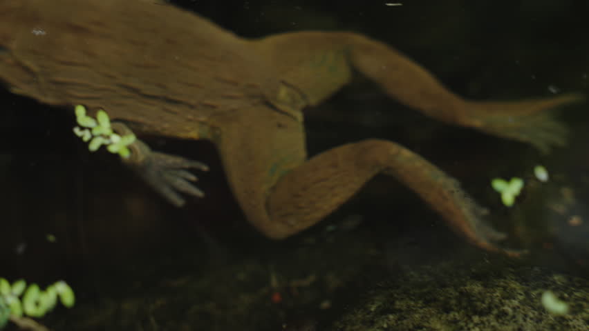 Indochinese frog swims underwater and comes to the surface of the pond, opening its eyes. Unique wildlife amphibian in Its Natural Habitat Setting