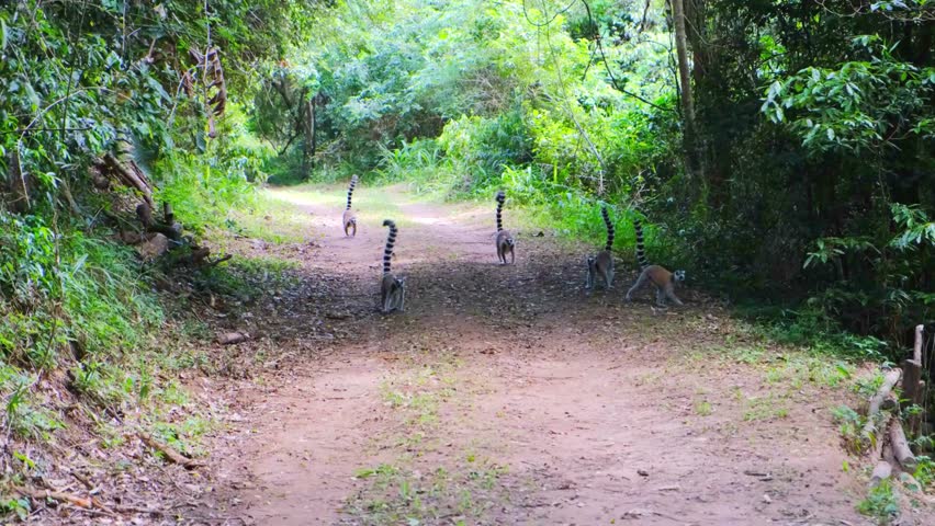 Ring-tailed lemurs are primates native to Madagascar, known for their distinctive black-and-white striped tails.