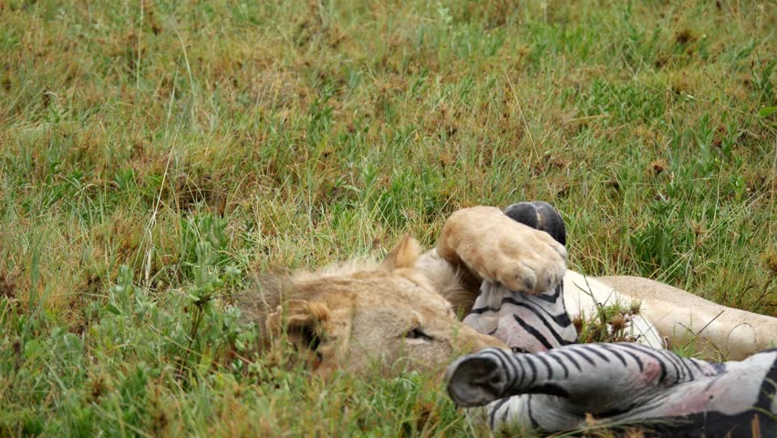 Exhausted Lion playing with dead Zebra after hunting in safari national Park. Eating Prey in green grass. Close up shot.