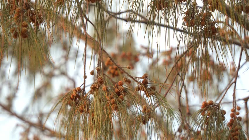 Swaying Casuarina tree branches with intricate seed clusters hanging from fine, wispy foliage, close up shot of Australian native pine tree.