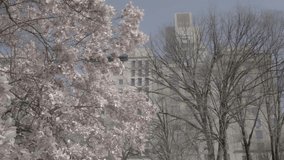 Delicate pink blossoms frame the New York City skyline, blending nature with urban beauty. A peaceful springtime scene showcasing renewal in the heart of the city. - Powered by Shutterstock - Get 15% off with code: PIKWIZARD15