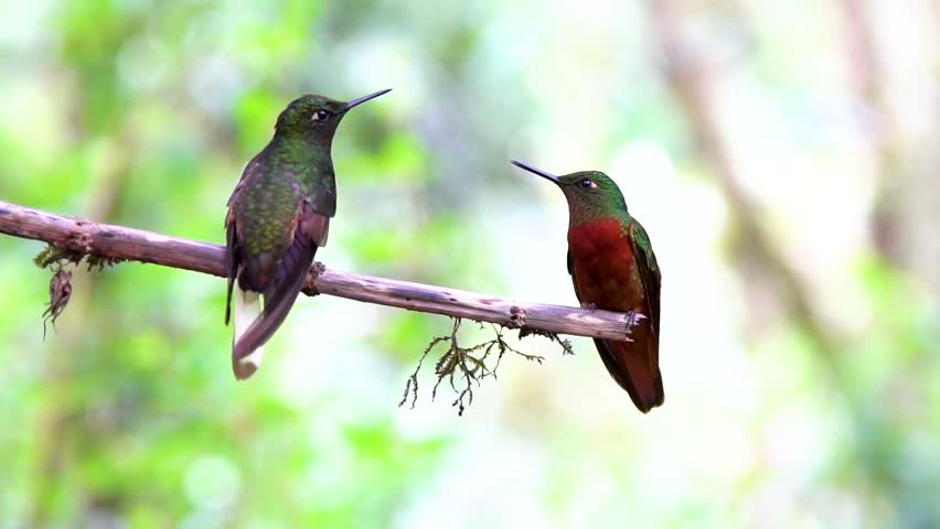Selective focus on two hummingbirds resting on a tree.
