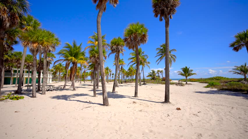 A walk among the palms. Miami Florida tropical oasis scenic destination