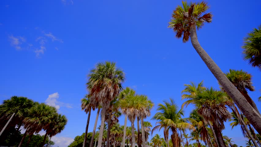Upward panning video palms on a deep clear blue sky