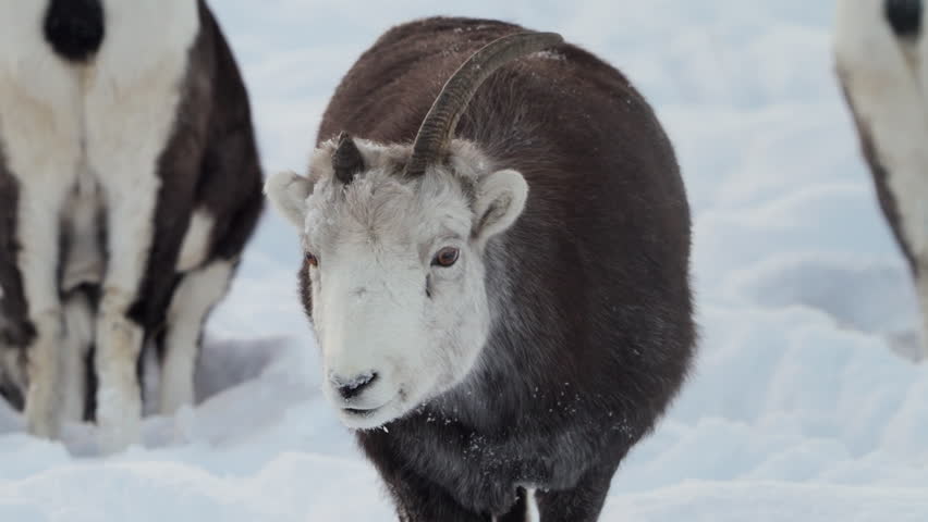 A close-up captures a relaxed Dall sheep in the deep winter snow of Yukon, Canada. This peaceful moment offers a glimpse into North American wildlife and harsh seasonal conditions.
