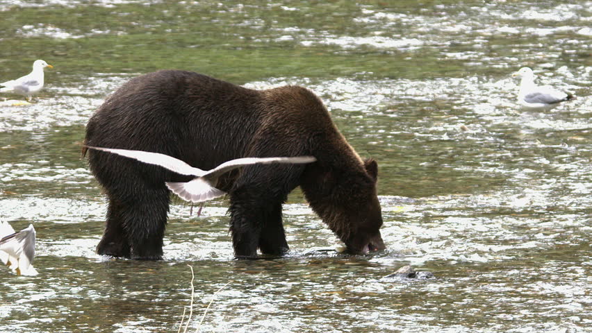 Brown bear plucks spawning Chum salmon from stream to eat near shore