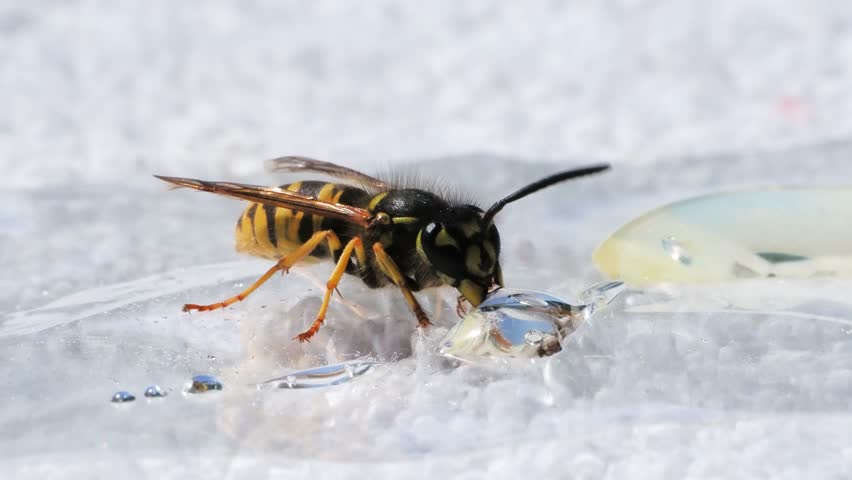 Wasp drinking honey on white background