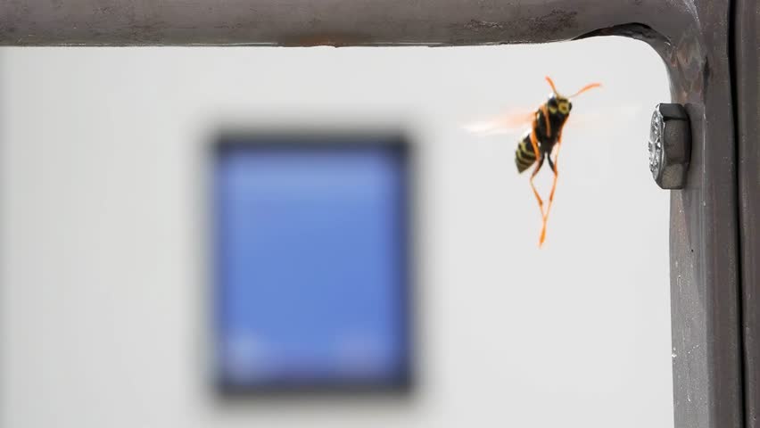 A wasp living in the pipes of residential multi-panel buildings poses a threat to the residents of the building, slow motion