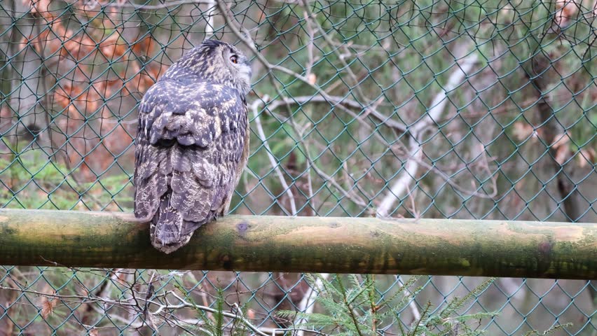 Eagle owl in the enclosure: wild bird in a natural environment