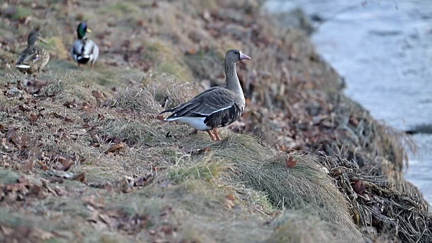 Flying wild goose over the river