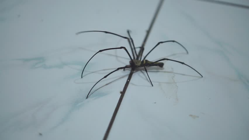 Long-legged spider walking on wooden door
