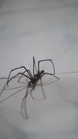 Long-legged spider walking on wooden door