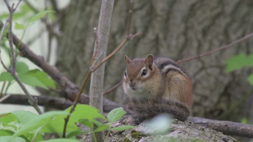 An eastern chipmunk rests on a branch in a tree in the summer.