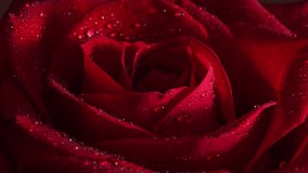Close-up of a red rose bud with water droplets on it rotating around the center of the petals. Dew drops shimmer in the sunlight. A floral scent of love and luxury. - Powered by Shutterstock - Get 15% off with code: PIKWIZARD15