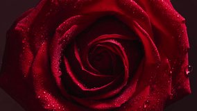 Fresh and fragrant rose with dew drops on petals, rotation around its center bud. The video can be used in a number of weddings, spiritual life, luxury and expression of pleasant love feelings. - Powered by Shutterstock - Get 15% off with code: PIKWIZARD15