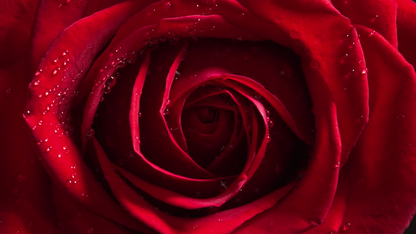 Red rose with water droplets on petals illuminated by sunlight. Top view of a large red rose bud spinning around its center. Floral aroma as feelings of love, luxury, self-care and care for loved ones