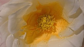 A close-up of a white rose in full bloom. Water droplets shimmer beautifully on the white lamellae and yellow pollen of the stamen under the bright sunlight. - Powered by Shutterstock - Get 15% off with code: PIKWIZARD15