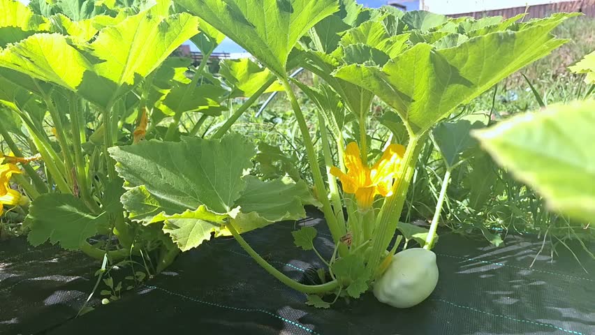 Colorful squash plant with flowers and fruit in sunlit garden scene