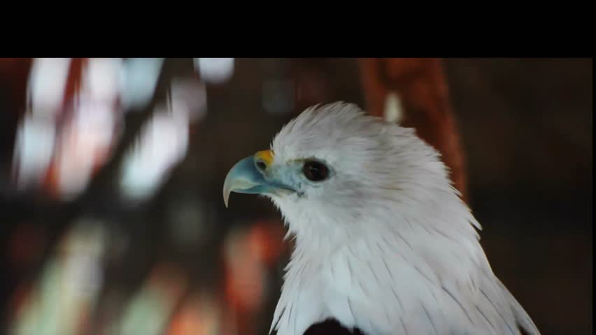 Super slow motion shot of The white-feathered eagle