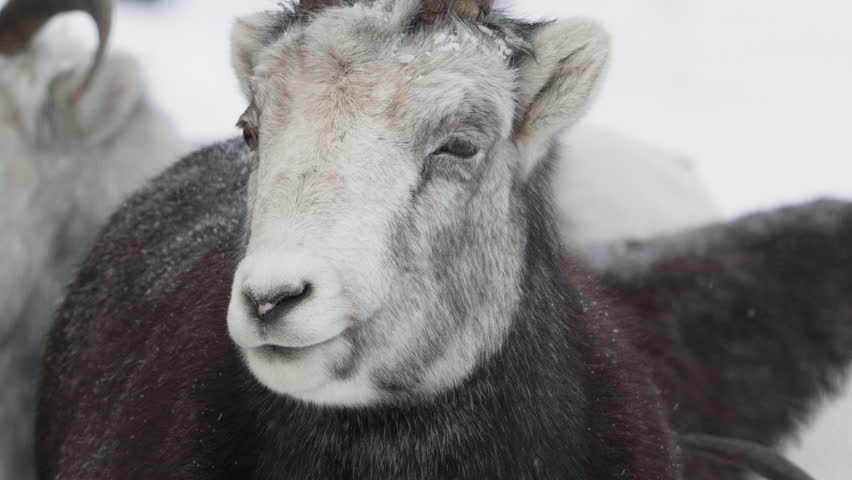 Close Up Portrait Of Thinhorn Sheep In Whitehorse, Yukon, Canada During Winter