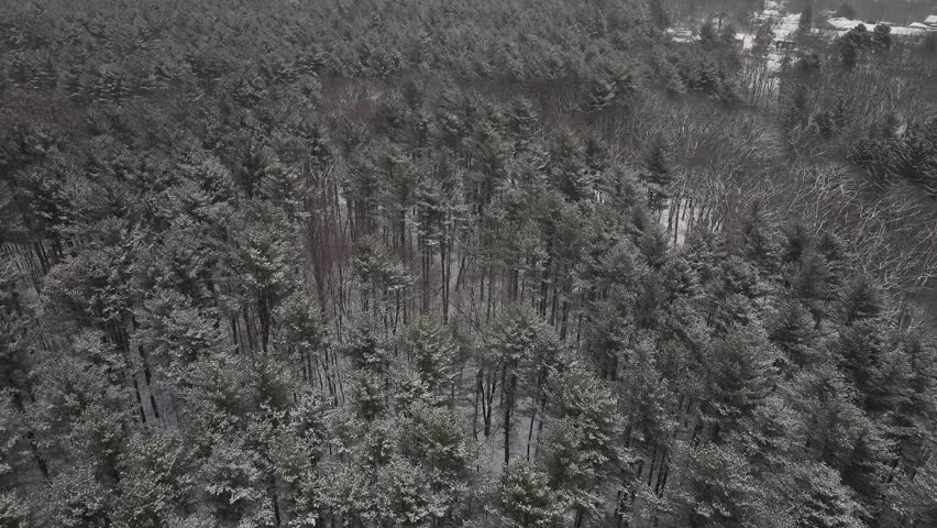 Slow drone flight over snowy fir tree forest during cold winter day. Aerial top down flyover shot. Snowy winter landscape in rural suburb.