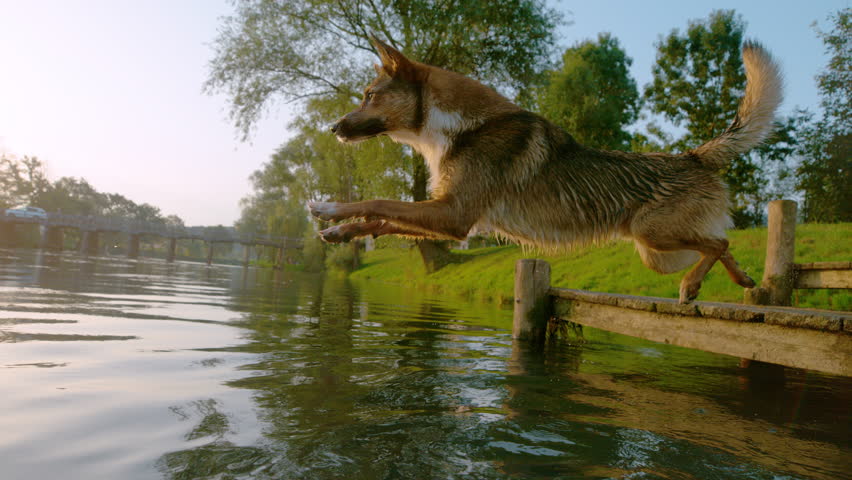 LENS FLARE: Lively mixed breed dog ​​makes a big splash with flying water droplets as he jumps from a wooden pier in the cool river. Pet refreshment on a hot summer day at dog friendly river beach.