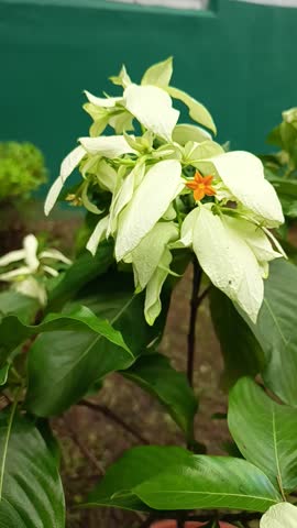 beautiful white nusa flowers grow fresh in the morning