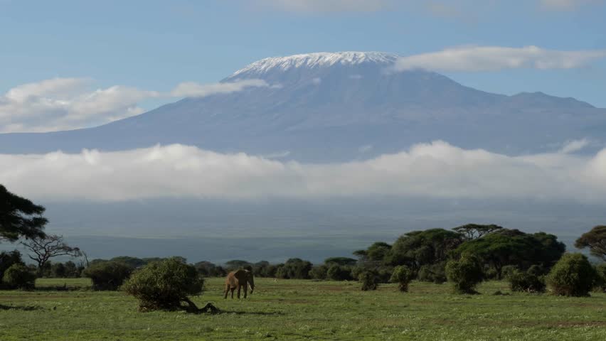 A lone elephant grazes below Mt. Kilimanjaro in Amboseli National Park, Kenya.