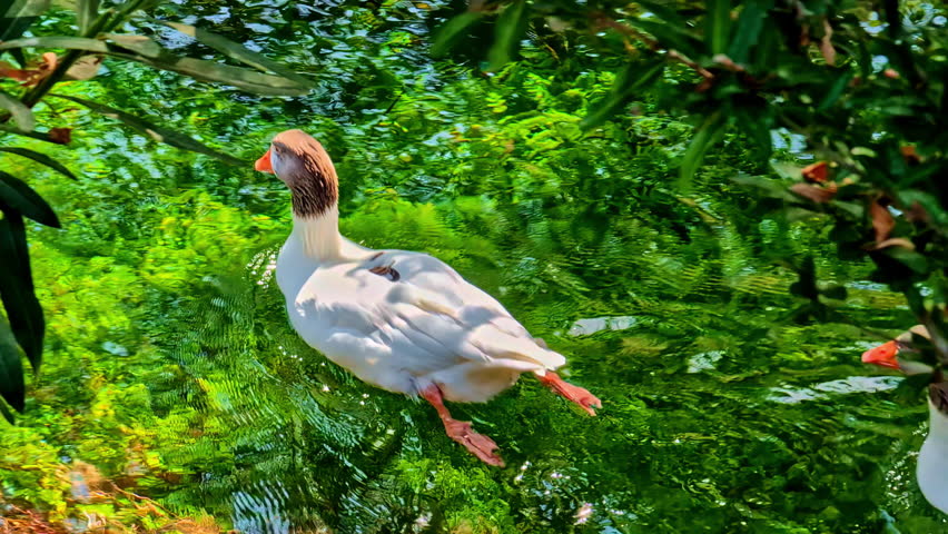Two Graylag Geese swim across clear, green water on sunny day, slow motion