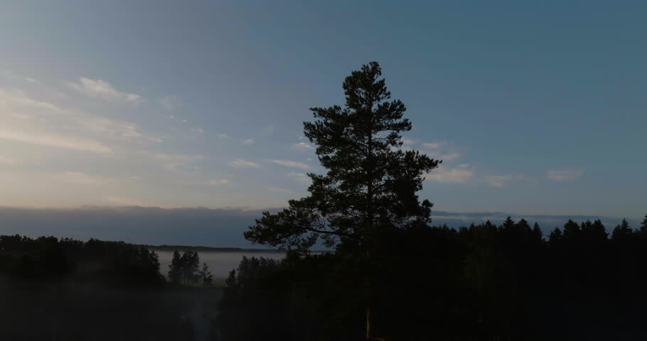 Drone orbittng a silhoutte tree on the countryside, foggy morning in Scandinavia