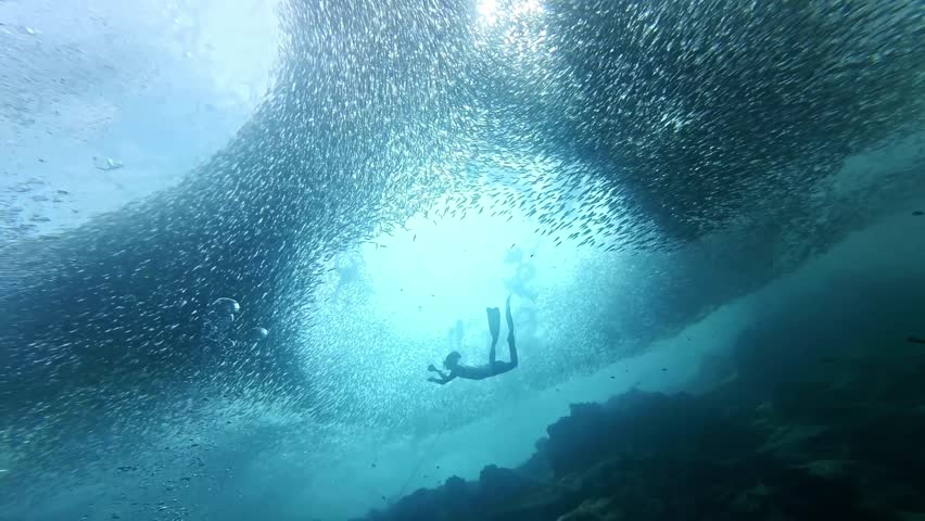 School of sardines in Moalboal, Cebu Island, Philippines. sardine run, snorkeling and scuba diving tourist destination. 