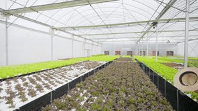 Agriculture industry, plant growing hydroponic system and organic healthy safety food. Portrait of Happy Asian senior man farmer harvesting lettuce vegetable in agricultural field greenhouse garden. - Powered by Shutterstock - Get 15% off with code: PIKWIZARD15
